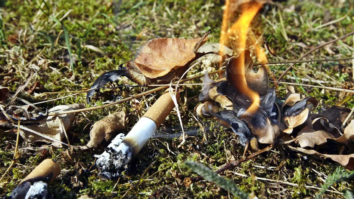 Waldbrandgefahr - Eine Zigarrettenkippe entfacht am Dienstag (25.07.2006) auf einem Waldboden in Berlin ein Feuer (Symbolfoto). Durch die extreme Trockenheit herrscht in den Wäldern höchste Waldbrandgefahr, wobei durch Unachtsamkeit, wie hier durch eine weggeworfene Zigarrettenkippe, ein Waldbrand ausgelöst werden kann. Nach Angaben der Meteorologen wird die Hitzewelle auch in dieser Woche die Hauptstadt fest im Griff haben und keinen Niederschlag für die Region bringen. Foto: Wolfgang Kumm dpa/lbn +++(c) dpa - Bildfunk+++