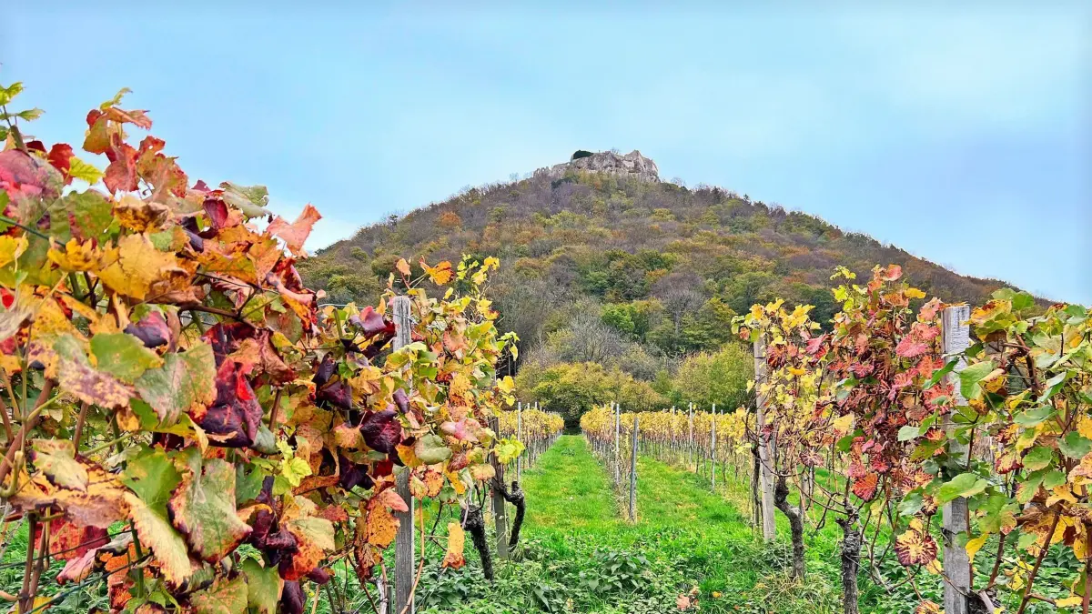 Die Weinberge am Hohenneuffen