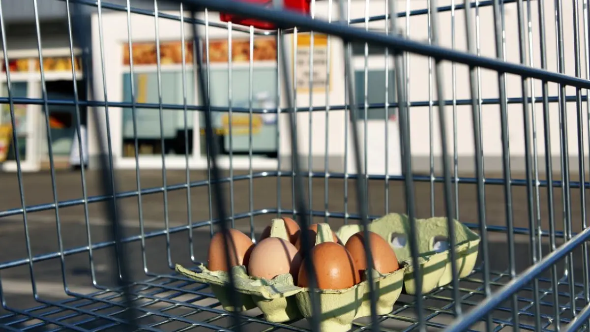 Eier liegen in einem Einkaufswagen vor einer Netto-Filiale. Die Discounter-Kette möchte in Michelbach einen eher kleinen Markt mit knapp 800 Quadratmetern Fläche errichten. ⇥
ILLUSTRATION - Eine Packung Eier liegt am Samstag (17.03.2012) in einem Einkaufswagen vor einem Netto-Supermarkt in Bad Lausick. Weil die Preise in die Höhe geschnellt sind, decken sich nach Medienberichten viele Verbraucher aus Tschechien in deutschen Läden ein. Der Discounter Netto rationiert mittlerweile im deutsch-tschechischen Grenzgebiet den Verkauf von Eiern. Hintergrund ist das seit Anfang des Jahres geltende EU-weite Verbot der konventionellen Käfighaltung für Legehennen. Durch die mangelnde Umsetzung in den einzelnen EU-Ländern kommt es nun zu Engpässen und Preissteigerungen. Foto: Jan Woitas dpa/lsn +++(c) dpa - Bildfunk+++ |
