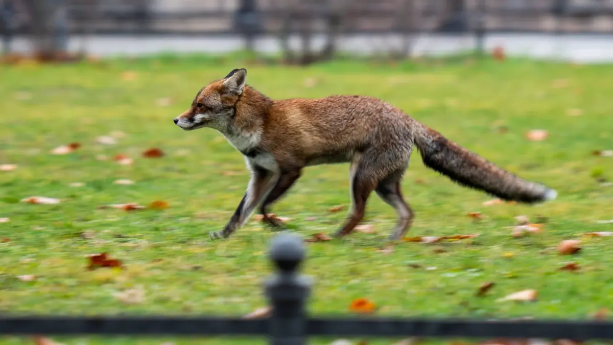 Bei mehreren Füchsen im Osten Berlins ist vor Kurzem die Viruserkrankung Staupe nachgewiesen worden. Diese kann auch Hunde krank machen.
24.12.2020, Berlin: Ein Fuchs läuft auf einer kleinen Wiese in Berlin Mitte. Foto: Christophe Gateau/dpa +++ dpa-Bildfunk +++