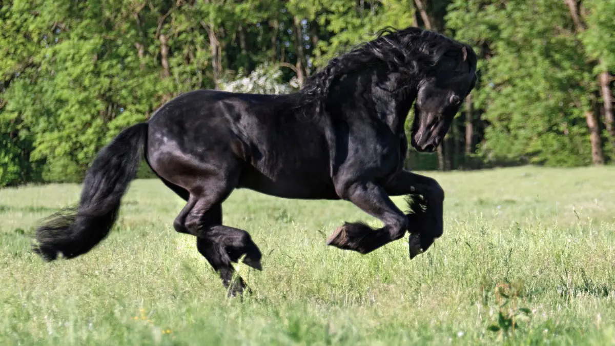 Wallach Okke van Toost ist ein Friesenpferd und 600 Kilogramm schwer.