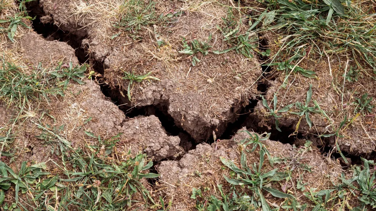 Trockenheit: ARCHIV - 19.06.2023, Bayern, Coburg: Der Boden auf einer Wiese hat Risse bekommen und das Gras ist trocken. Die Wasserwirtschaft in Bayern steht unter Druck. (zu dpa: «Grundwasser in Bayern wird weniger») Foto: Daniel Vogl/dpa +++ dpa-Bildfunk +++