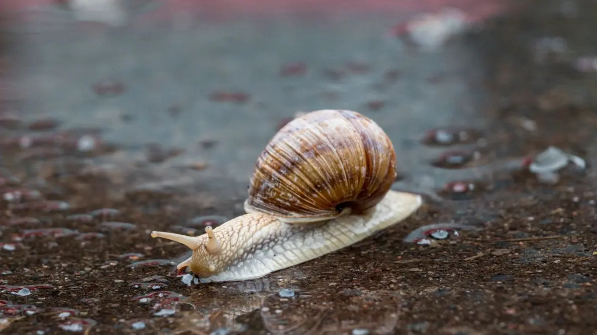 Wetter in Thüringen: 01.06.2024, Thüringen, Schleusingen: Eine Weinbergschnecke kriecht über eine nasse Straße nach einer regnerischen Nacht in Südthüringen. Foto: Daniel Vogl/dpa +++ dpa-Bildfunk +++