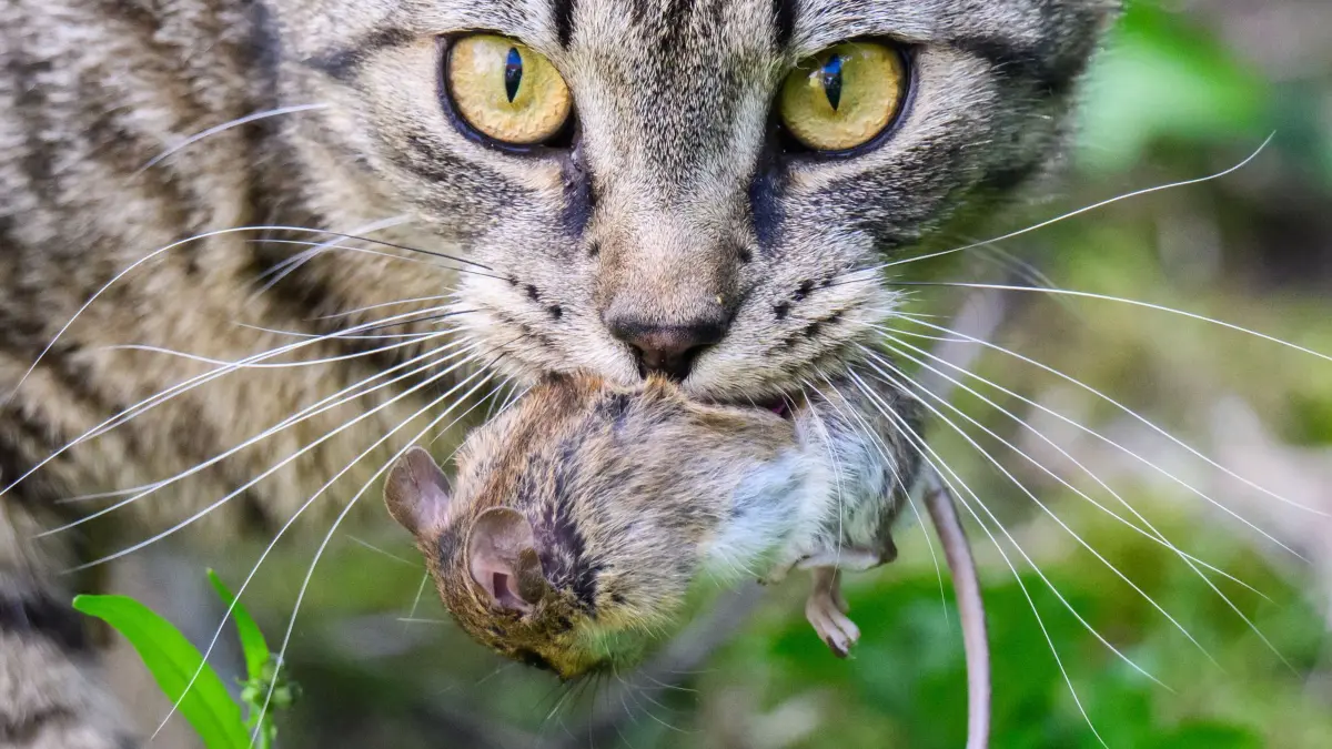 Katz–und–Maus–Spiel: 23.06.2024, Niedersachsen, Laatzen: Eine Katze hält eine zuvor in einem Garten gefangene Maus im Maul. Foto: Julian Stratenschulte/dpa +++ dpa-Bildfunk +++