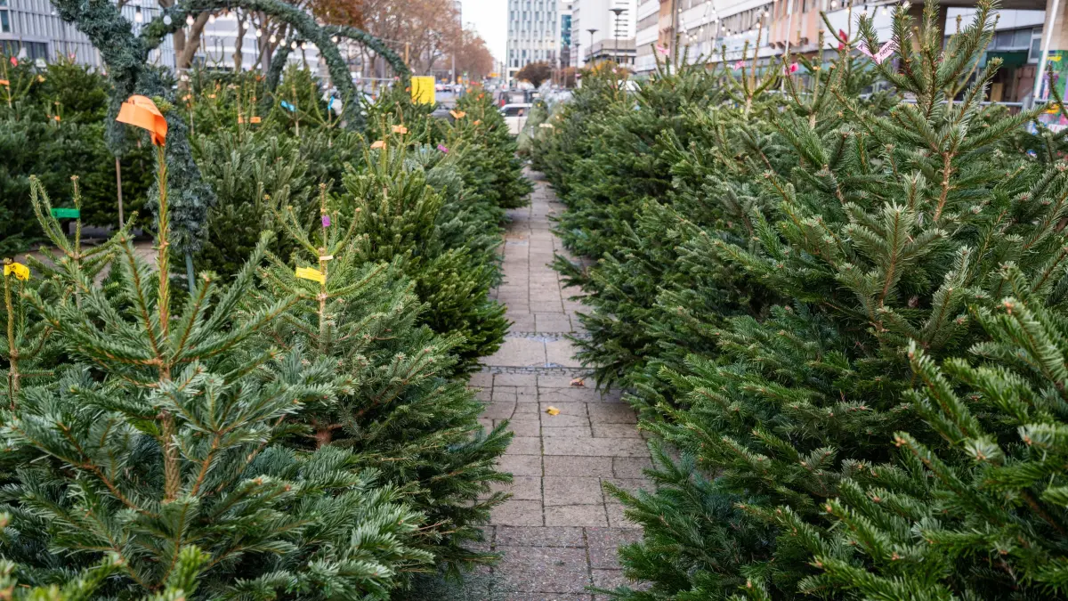 In der nähe vom Alexanderplatz stehen Weihnachtsbäume zum Verkauf. +++ dpa-Bildfunk +++