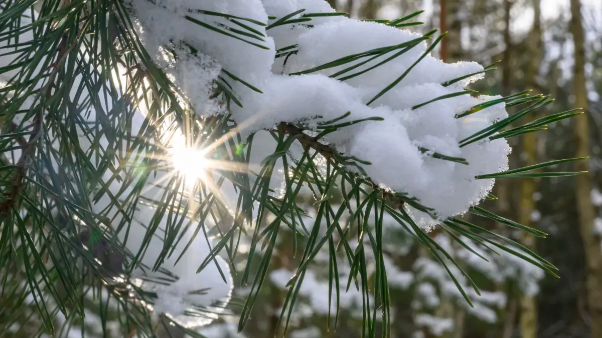 Winterwald: 12.01.2025, Brandenburg, Jacobsdorf: Die Sonne funkelt hinter einem mit Schnee bedeckten Kiefernzweig in einem Wald im östlichen Brandenburg. Das frostige Winterwetter lässt Berlin und Brandenburg auch in den kommenden Tagen nicht los. Der Deutsche Wetterdienst (DWD) warnt dabei erneut vor Glätte durch überfrierende Nässe oder Schnee. Foto: Patrick Pleul/dpa +++ dpa-Bildfunk +++