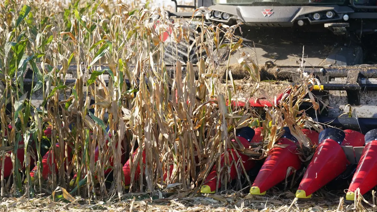 Maisernte im Norden: ARCHIV - 18.10.2023, Schleswig-Holstein, Dissau: Ein Mähdrescher erntet Mais auf einem Maisfeld. Über die Nutzung von Mais in Biogasanlagen gibt es unterschiedliche Ansichten. (zu dpa: «Nabu fordert Aus für mit Mais betriebene Biogasanlagen») Foto: Marcus Brandt/dpa +++ dpa-Bildfunk +++