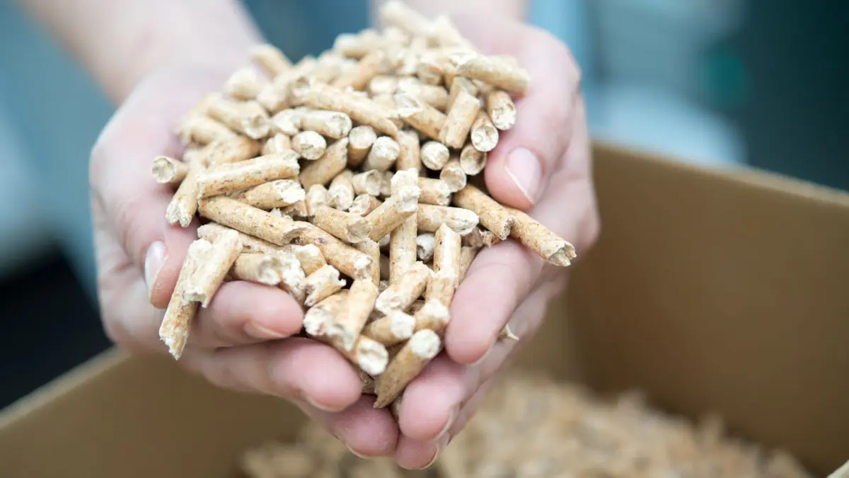 Eine Frau hält Holzpellets in den Händen: ILLUSTRATION - Augen auf beim Kauf: Heizungsbesitzer, die Holzpellets verwenden, sollten Angebote im Internet, die zu verlockend klingen, besser meiden. (zu dpa: «Holzpellets online kaufen - Tipps für die Bestellung») Foto: Andrea Warnecke/dpa-mag - Honorarfrei nur für Bezieher des Dienstes dpa-Magazin +++ dpa-Magazin +++