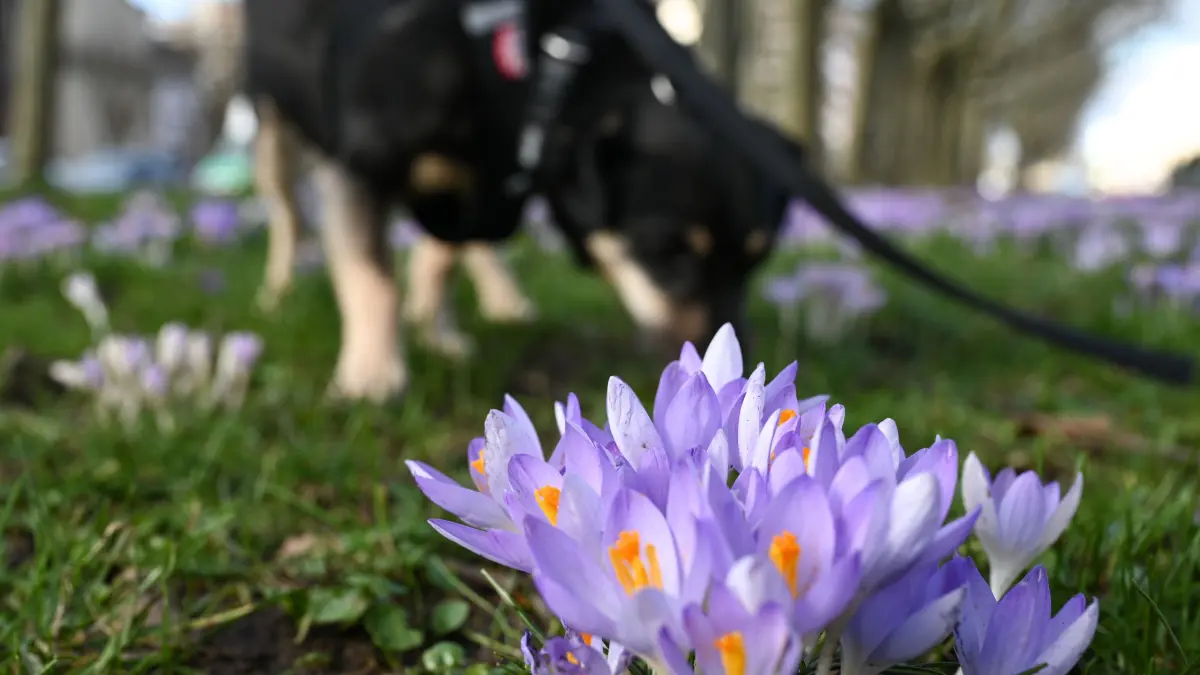Krokusse blühen im Westend auf einem Grünstreifen, auf dem Hund "Sammy" unterwegs ist. +++ dpa-Bildfunk +++
