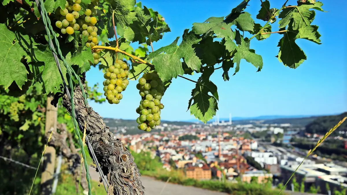 L Wein: Wie wird der Jahrgang 2024 im Kreis Esslingen? 2 Fotomotive für Beitrag und Titelseite
22.08.2024 Foto: Robin Rudel
