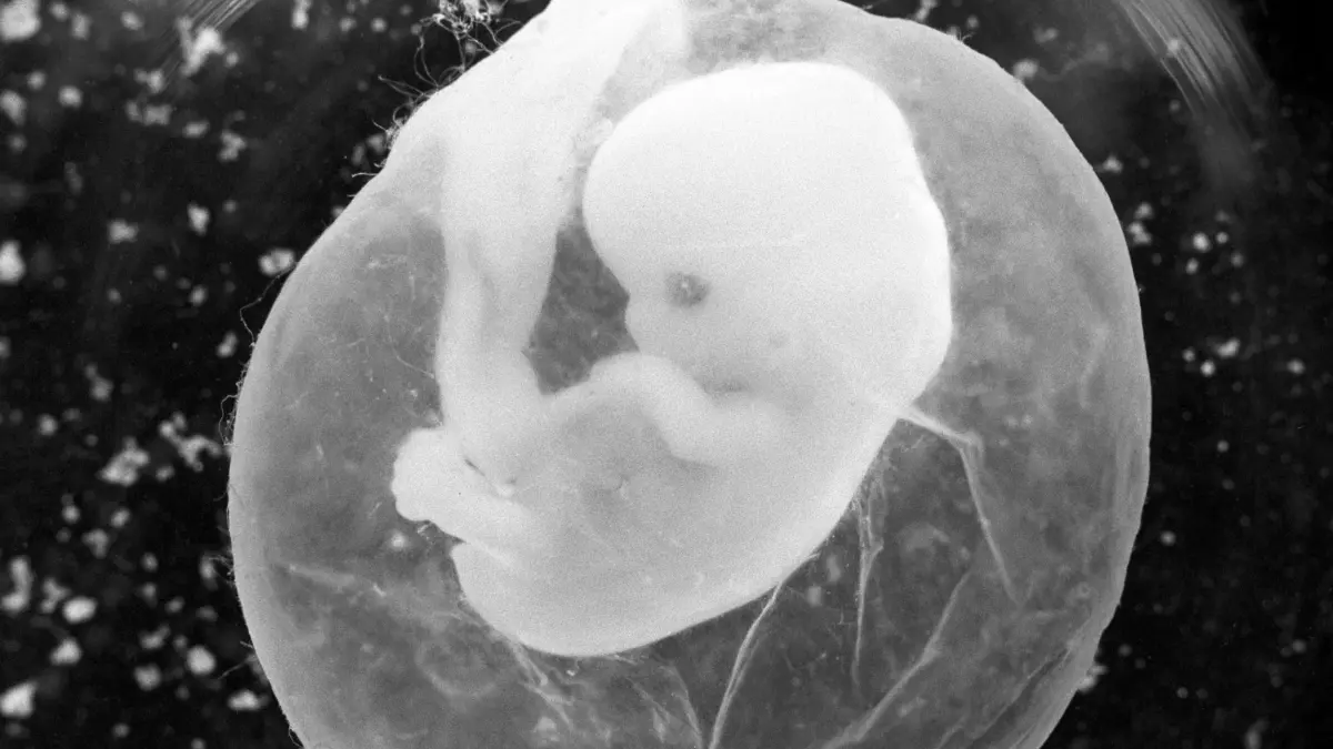 ARCHIV - Das undatierte Foto zeigt einen sieben Wochen alten Fötus in einer Fruchtblase. Bei unerfülltem Kinderwunsch denken Paare zunehmend über Leihmutterschaften nach. Die sind in Deutschland verboten - im Ausland aber zuweilen erlaubt. Standesbeamten plädieren nun dafür, die EU-Gesetze zu vereinheitlichen. Foto: Peter Endig/dpa (zu dpa «Standesbeamte wollen Abschaffung des Leihmutterschaftsverbots" vom 09.11.2012) +++ dpa-Bildfunk +++