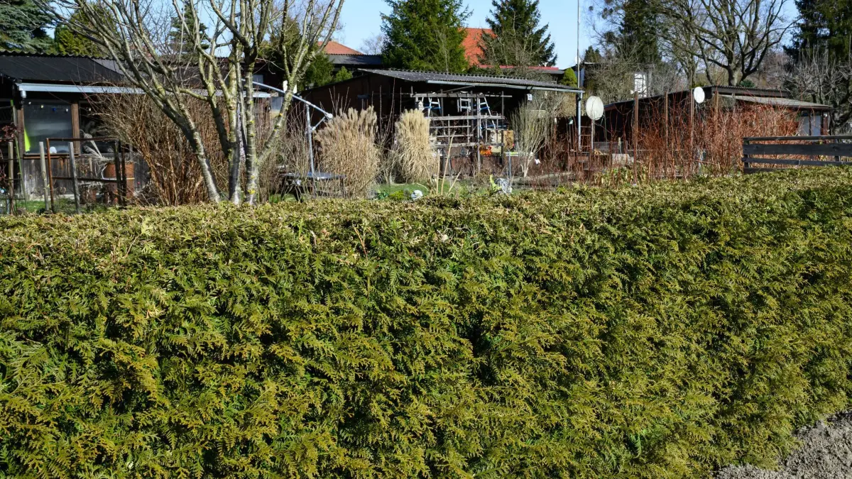 Thuja-Hecke im Kleingarten