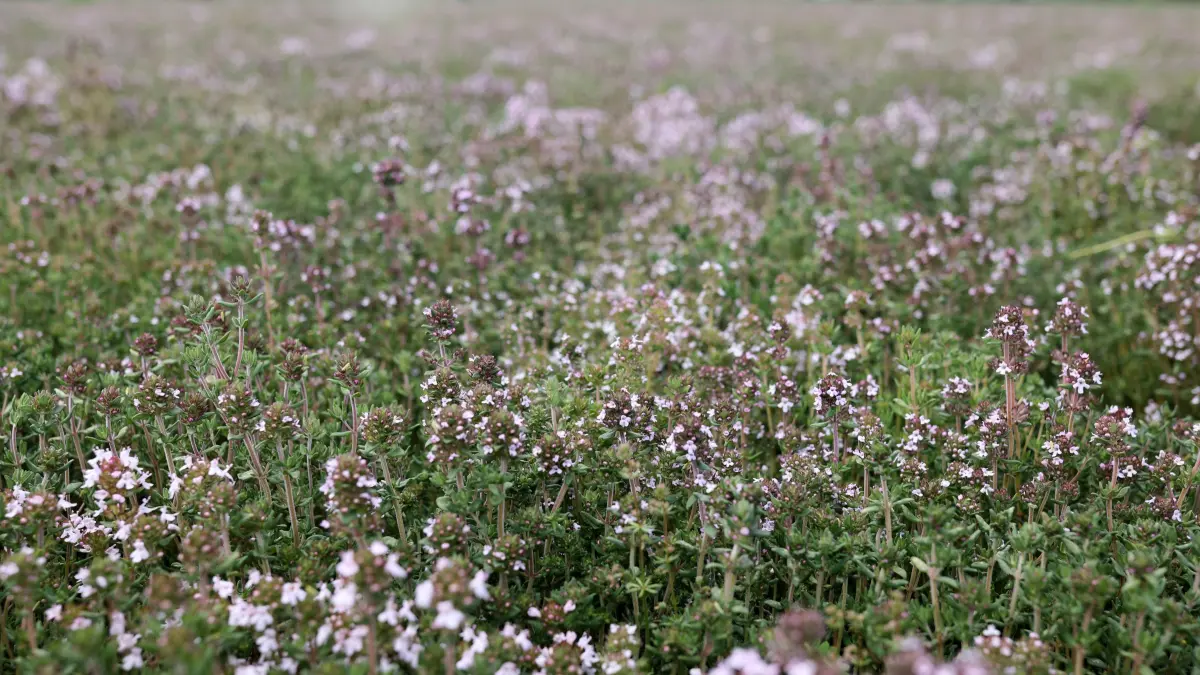 Thymian wächst auf einem Feld vor Aschersleben. Der Anbau von Arznei- und Gewürzpflanzen in Sachsen-Anhalt ist in den vergangenen Jahren deutlich zurückgegangen. (zu dpa «Anbau von Arznei- und Gewürzpflanzen geht in Sachsen-Anhalt zurück») +++ dpa-Bildfunk +++