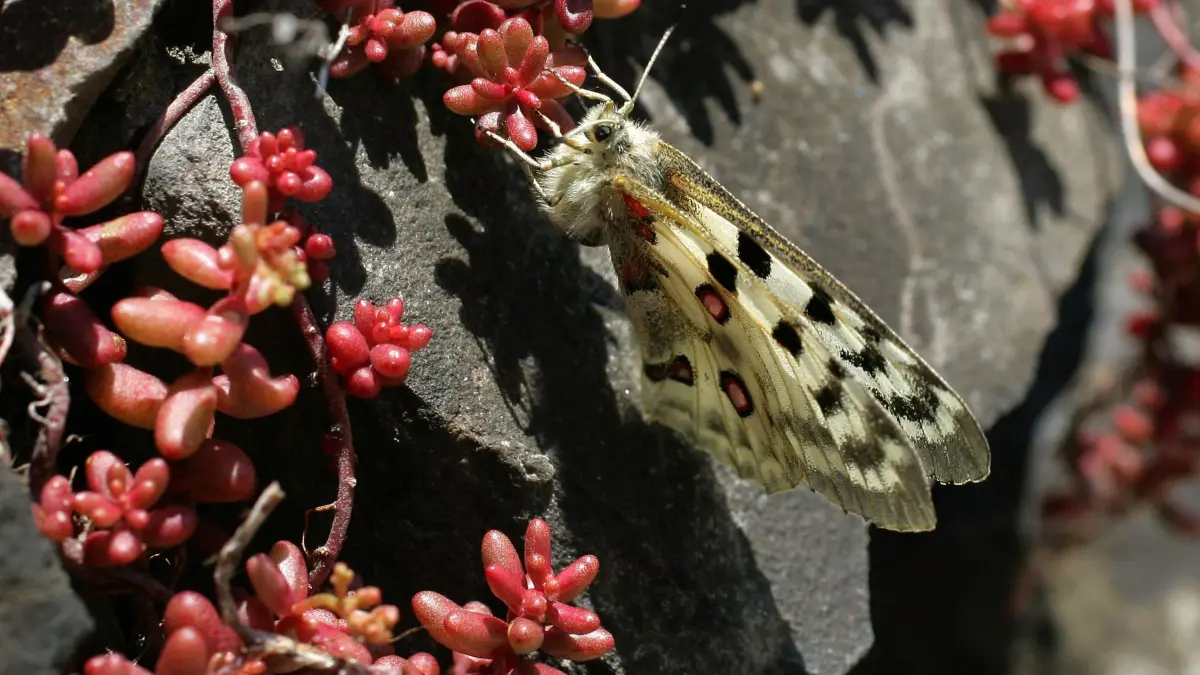 Ein Apollofalter rastet auf einer Weinbergsmauer bei Kobern-Gondorf (Kreis Mayen-Koblenz) auf seiner Futterpflanze, dem Mauerpfeffer. (zu dpa: «Mosel-Winzer erleichtert über Lösung bei Spritzvorgaben») +++ dpa-Bildfunk +++