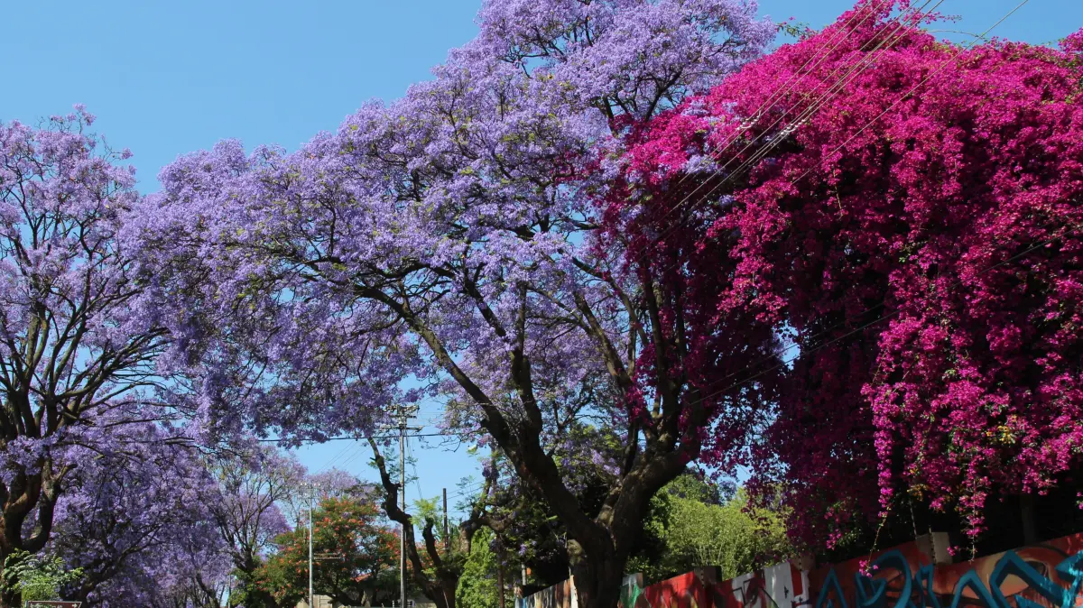 Lila blühende Jacaranda-Bäume stehen am 30.10.2016 an einer Straße in Johannesburg (Südafrika). Rechts im Bild ein blühender Bougainvillea. Foto: Jürgen Bätz/dpa (zu dpa «Im Frühling leuchtet Johannesburg lila» vom 30.10.2016) ++ +++ dpa-Bildfunk +++