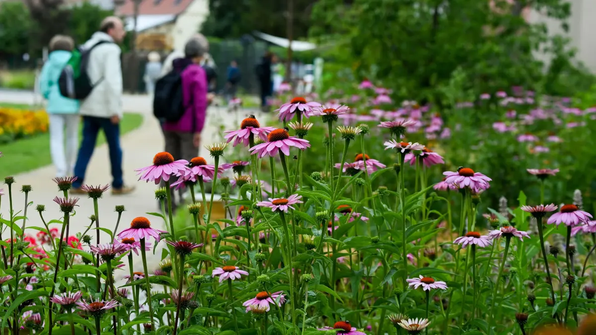Blumenbeete mit blühenden Purpursonnenhut (Echinacea purpurea). Die Staude kommt mit voller Sonne bestens zurecht.