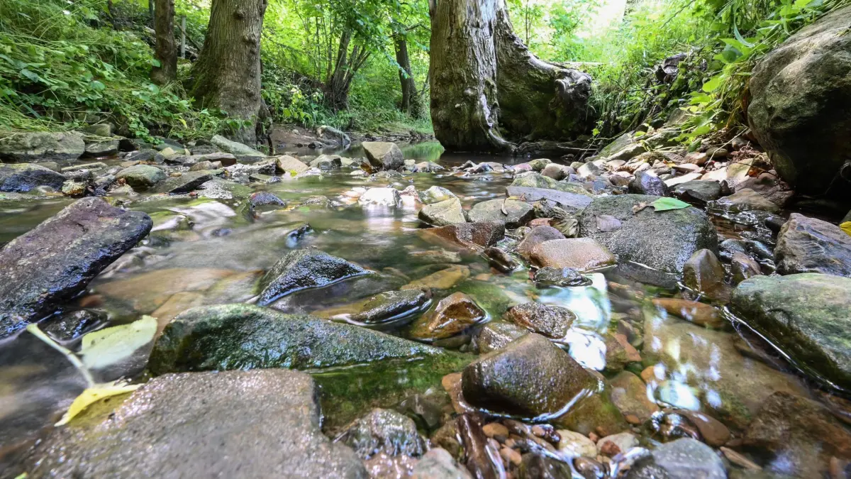 Folgen der Trockenheit: ARCHIV - 17.06.2022, Baden-Württemberg, Stuttgart: Der Ramsbach, ein Bach bei Stuttgart, führt wenig Wasser. Die Trockenheit hat die Wasserstände im Südwesten vielerorts sinken lassen. (zu dpa: «Landkreise warnen: Wasser in Flüssen und Bächen wird knapp») Foto: Bernd Weißbrod/dpa +++ dpa-Bildfunk +++