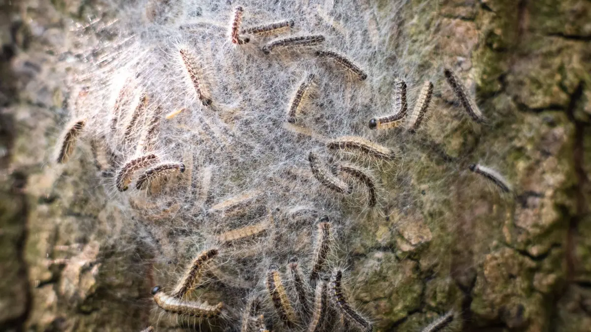 Creative Highlights World Nest von Eichenprozessionsspinnern an einer Eiche in Düsseldorf, Deutschland Düsseldorf Nordrhein-Westfalen Deutschland *** Nest of oak processionary moths on an oak tree in Düsseldorf, Germany Düsseldorf North Rhine Westphalia Germany