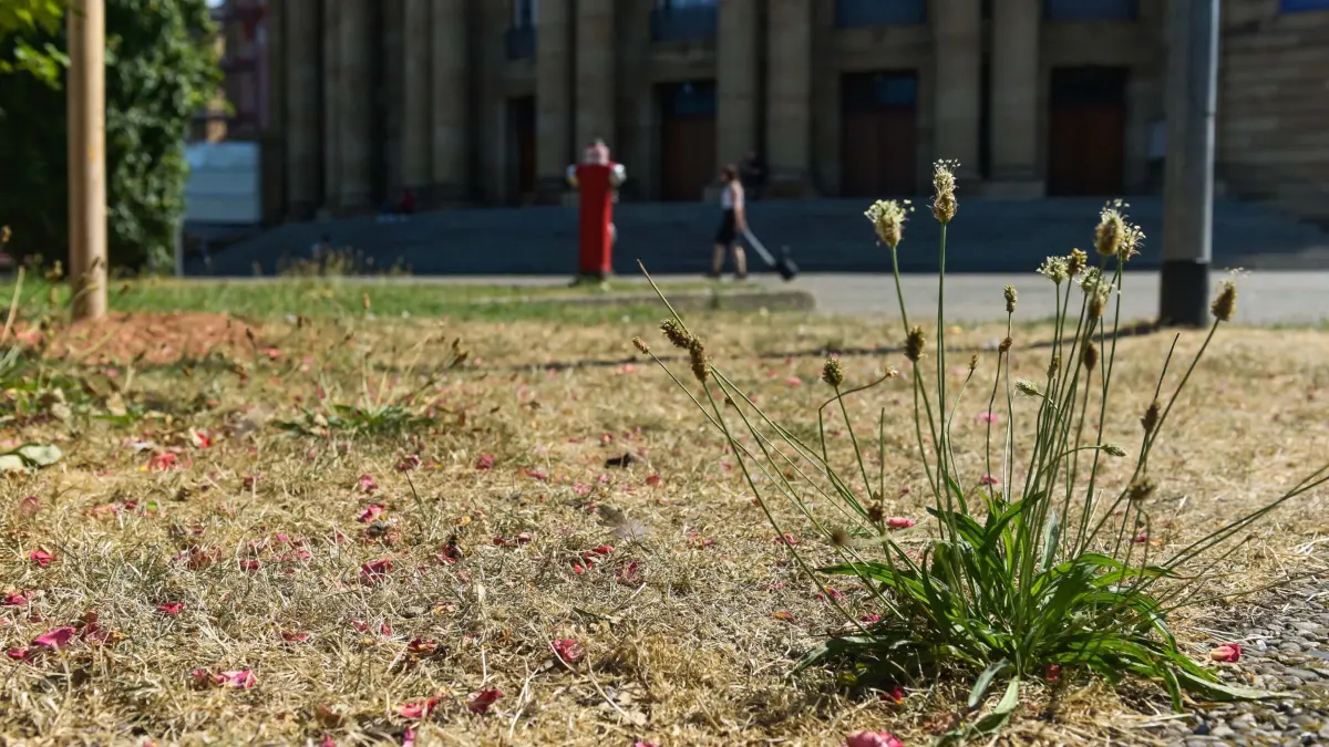 Zum Thema Trockenheit in der Stadt Stuttgart, gelbe ausgetroknete Fläcken, ausgetroknete Rasen.
Hier: vor der Oper
