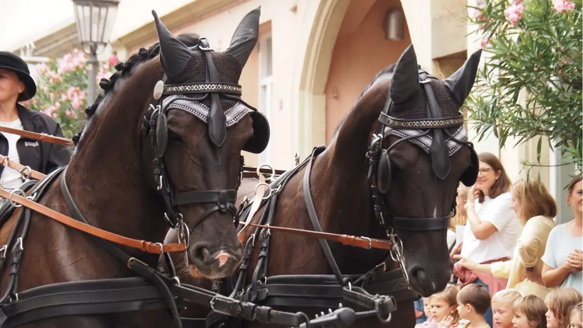 Pferdemarkt Bietigheim 2025