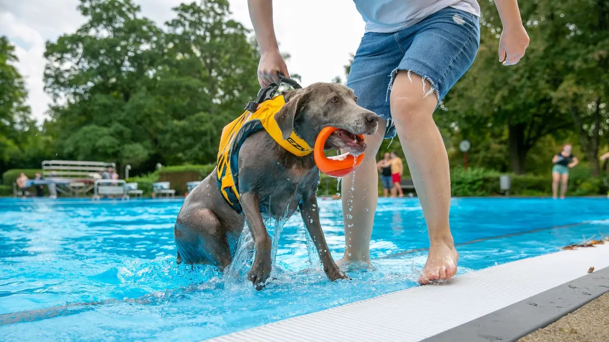 foto: Roberto Bulgrin
21. 09. 2025
Wernau, Freibad, Hundebadetag