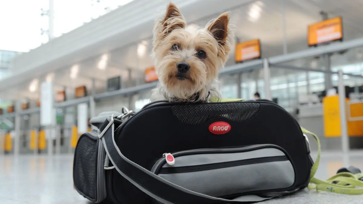 Ein Yorkshire Terrier sitzt am Flughafen in Transporttasche: ILLUSTRATION - Ab in die Tasche: Kleine Hunde können mitunter in der Kabine mitfliegen. (zu dpa: «Flugreise mit Haustier - das müssen Halter beachten») Foto: Tobias Hase/dpa-tmn - Honorarfrei nur für Bezieher des dpa-Themendienstes +++ dpa-Themendienst +++