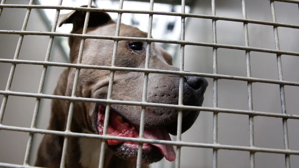 ARCHIV - 06.11.2013, NA, Hamburg: Ein Staffordshire Bullterrier schaut durch die Gitterstäbe eines Tierheim-Zwingers. (zu dpa: «Kind bei Hannover von Kampfhund verletzt») Foto: Axel Heimken/dpa +++ dpa-Bildfunk +++