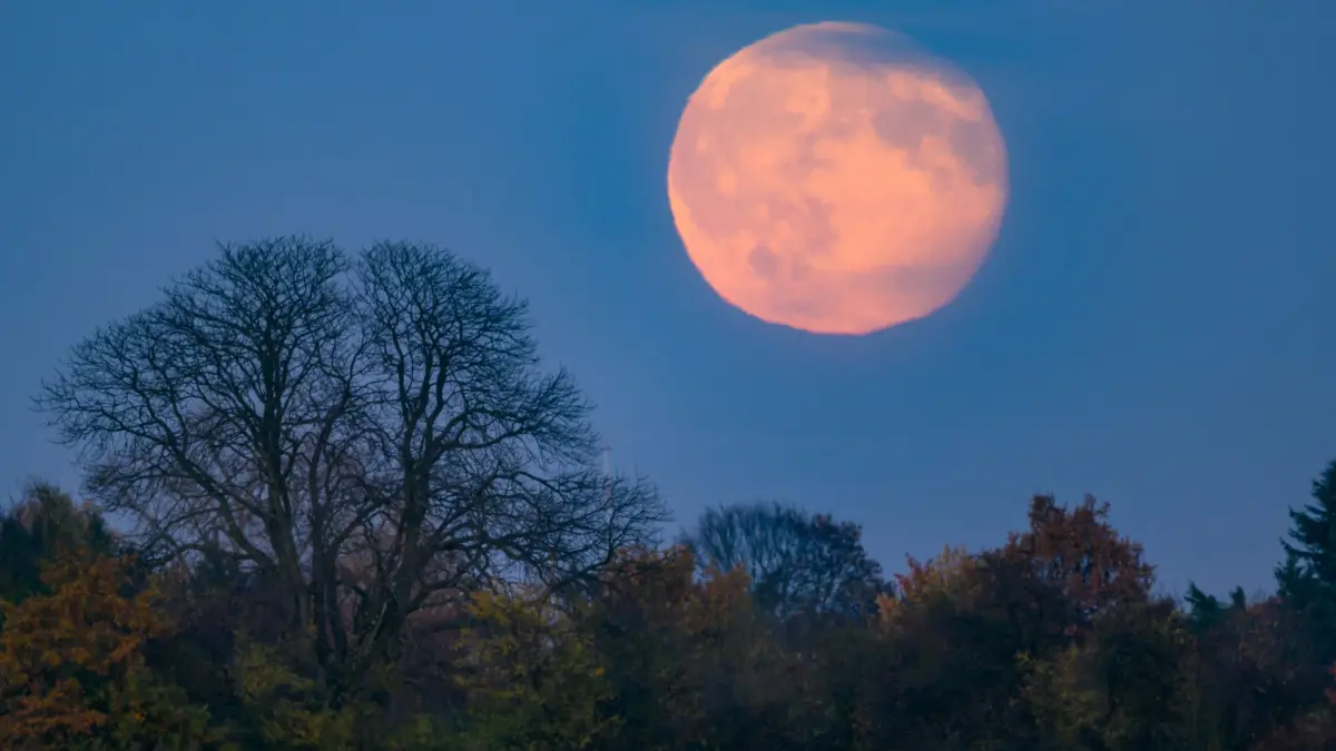 Mondaufgang: 06.11.2025, Brandenburg, Sieversdorf: Rötlich leuchtet der abnehmende Mond am späten Nachmittag über der Landschaft im östlichen Brandenburg. Auch einen Tag nach dem größten Vollmond des Jahres, einem sogenannten Supermond, ist der nun wieder abnehmende Mond immer noch eine beeindruckende Erscheinung nach seinem Aufleuchten über dem Horizont. Foto: Patrick Pleul/dpa +++ dpa-Bildfunk +++