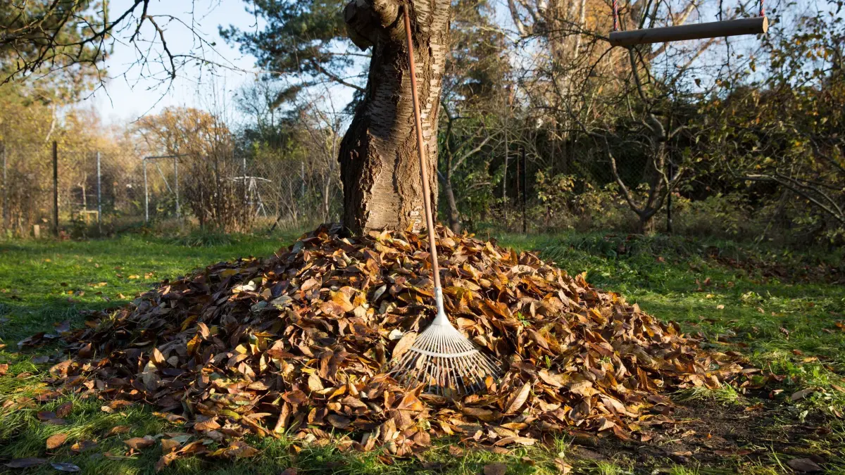 Aufgeschichtetes Laub in einem Garten: ARCHIV - Laubhaufen im Garten? Statt das Herbstlaub zu entsorgen, kann es als Unterschlupf für Igel und Insekten dienen. (zu dpa: «Laub im Garten: Richtig entsorgen und sinnvoll nutzen») Foto: Florian Schuh/dpa-tmn - Honorarfrei nur für Bezieher des dpa-Themendienstes +++ dpa-Themendienst +++