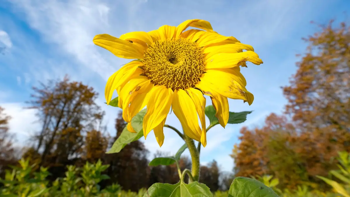 Herbstwetter - Sonnenblumen: ILLUSTRATION - 10.11.2025, Baden-Württemberg, Stuttgart: Eine der letzten Sonnenblumen des Jahres steht bei strahlendem Sonnenschein auf einem Acker. Foto: Bernd Weißbrod/dpa +++ dpa-Bildfunk +++