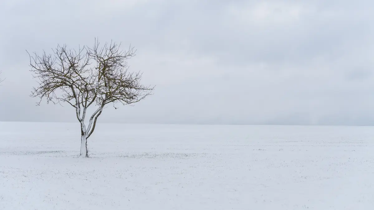 Schnee liegt bei Bösingen (Landkreis Rottweil) auf einem Feld, auf dem ein kleiner Baum steht. Im Schwarzwald werden bis zu 20 Zentimeter Neuschnee erwartet. +++ dpa-Bildfunk +++