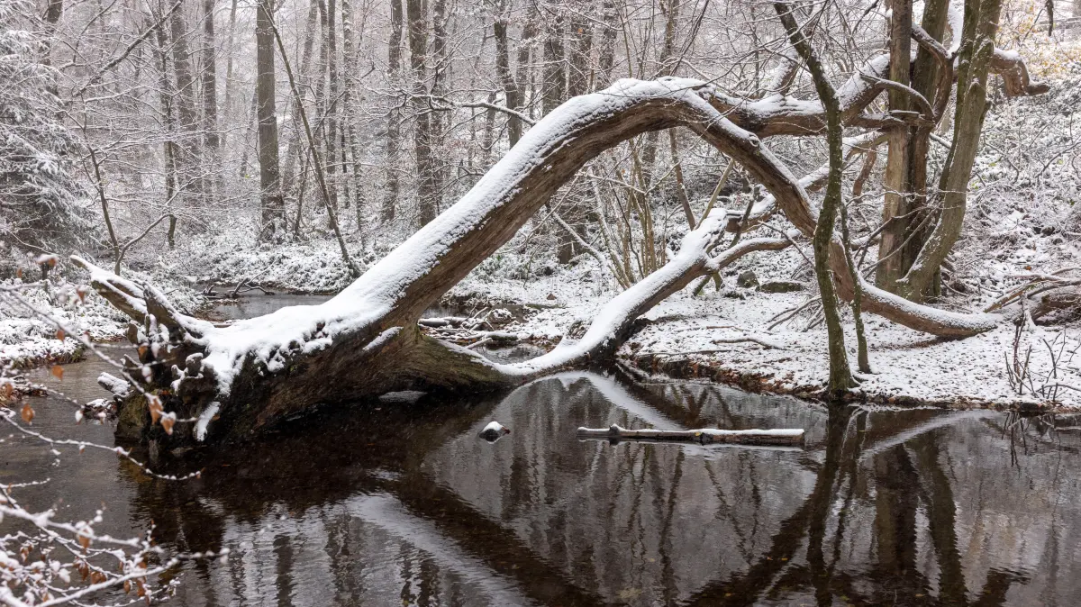 Ein schneebedeckter Baumstamm liegt im Wasser. Die Wintersaison hat in diesem Jahr früh begonnen, der Schnee fiel bis in die Niederungen des Taunus am Großen Feldberg und am Sandblacken. +++ dpa-Bildfunk +++