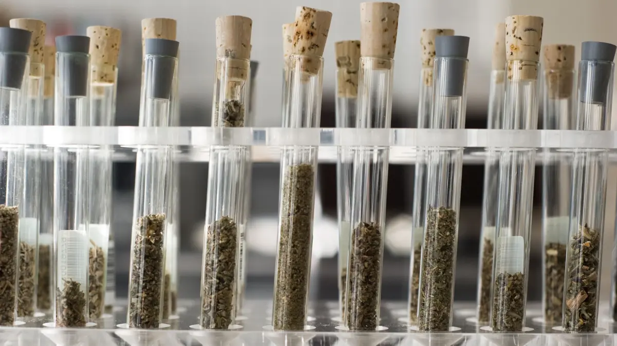 Reagenzgläser mit neuen psychoaktiven Substanzen: ARCHIV - 12.03.2015, Rheinland-Pfalz, Mainz: Reagenzgläser gefüllt mit neuen psychoaktiven Substanzen, auch Legal Highs genannt, stehen im Labor des rheinland-pfälzischen Landeskriminalamtes (LKA) auf einem Tisch. (zu dpa: «Designerdrogen inzwischen auch bei Älteren verbreitet») Foto: Christoph Schmidt/dpa +++ dpa-Bildfunk +++