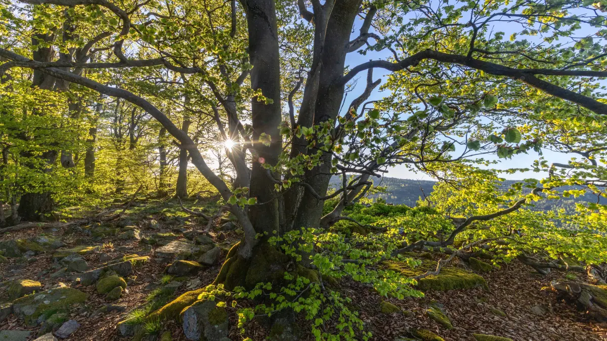 Frühlingsabend im Taunus: Frühlingsabend im Taunus Die Abendsonne scheint durch den Wald an der weißen Mauer., Oberursel Hessen Deutschland *** Spring evening in the Taunus The evening sun shines through the forest at the white wall , Oberursel Hessen Germany