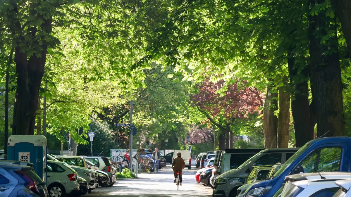 Zwischen Klimakrise und Beton: Strassenbaeume unter Druck: Strassenbaeume in Hamburg (Foto vom 28.04.2026). Freiwillig wuerden sich Baeume den Standort zwischen hohen Haeusern und Strassen wohl nie aussuchen: Verdichteter Boden, Feinstaub, Versiegelung, Baustellen und Autos, die auf ihren Wurzeln parken. Hinzu kommen steigende Temperaturen durch den Klimawandel. Strassenbaeume in Grossstaedten stehen zunehmend unter Druck. (Siehe epd-Feature vom 11.05.2026)