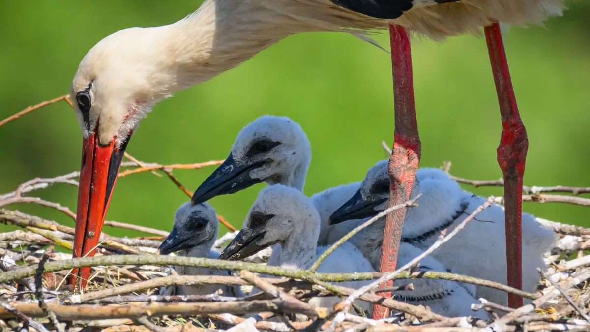 Nachwuchs im Storchennest: 27.05.2026, Brandenburg, Treplin: Ein Weißstorch (Ciconia ciconia) kümmert sich um seinen vierfachen Nachwuchs im Nest auf dem Dach der Dorfkirche. In Brandenburg brüten jedes Jahr etwa 1300 Storchenpaare. Foto: Patrick Pleul/dpa - Honorarfrei nur für Bezieher des Dienstes ZB-Funkregio Ost +++ ZB-FUNKREGIO OST +++