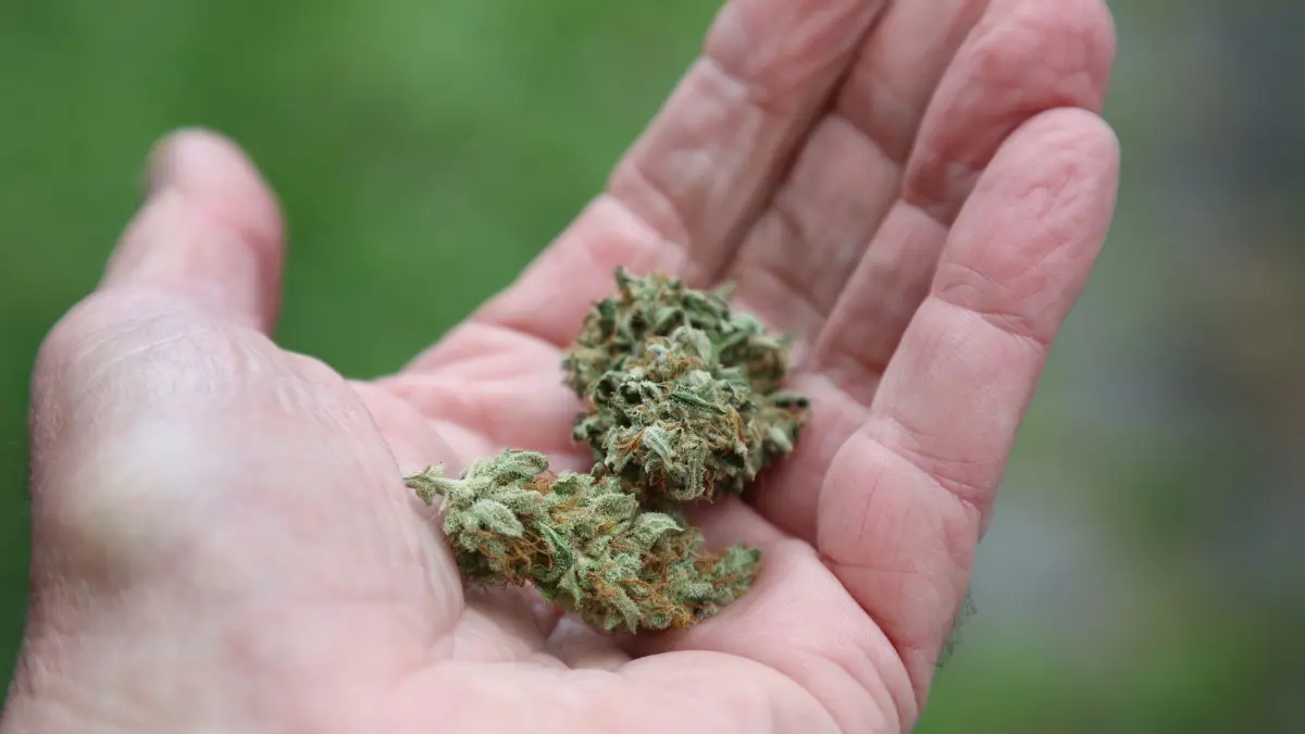 Cannabis: ILLUSTRATION - 21.03.2024, Bayern, Augsburg: Eine Hand hält getrocknete Cannabis-Blüten. Der Bundestag hat die kontrollierte Freigabe zum 1. April beschlossen. Jedoch steht noch die Entscheidung des Bundesrates aus. Für die umstrittene Cannabis-Legalisierung am kommenden Freitag den 22.03. zeichnen sich im Bundesrat noch keine klaren Mehrheiten ab. (zu dpa: «31 Kilo Marihuana? Zoll stoppt Verdächtigen bei Einreise») Foto: Karl-Josef Hildenbrand/dpa +++ dpa-Bildfunk +++