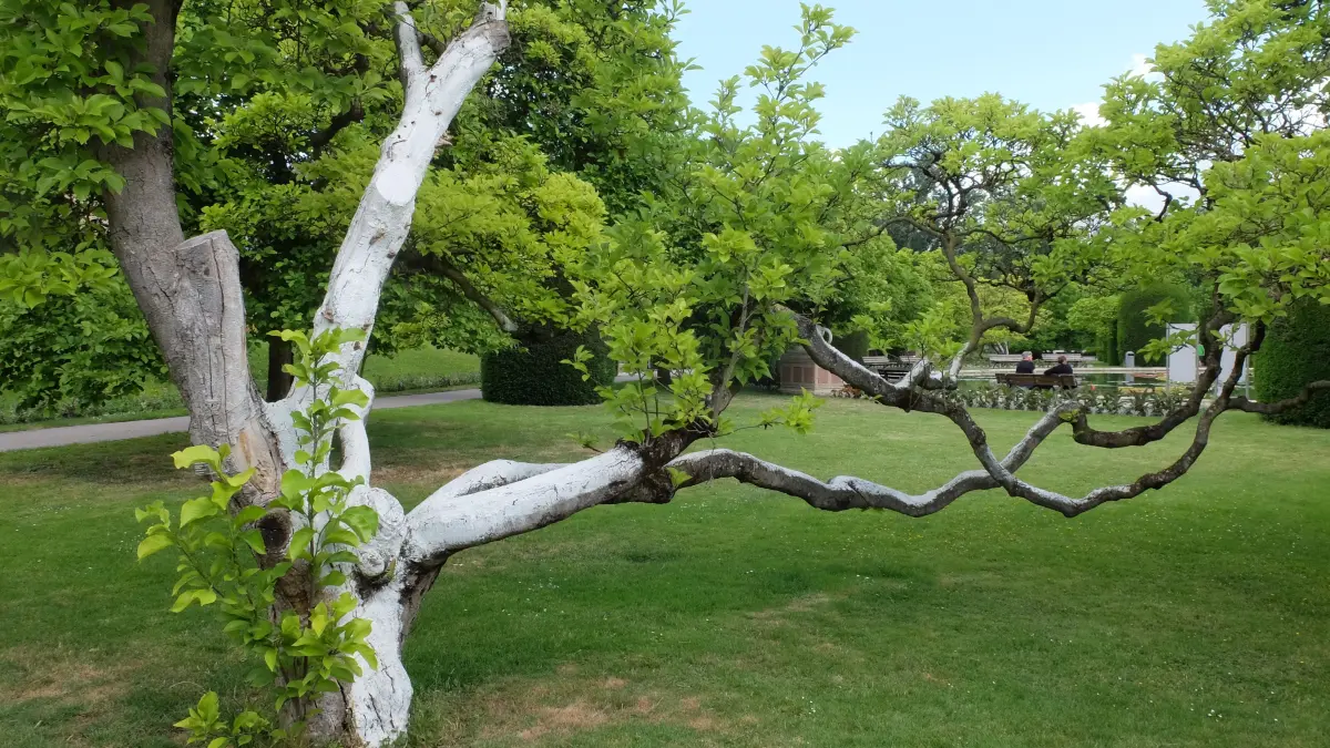 Diese Magnolie im Maurischen Garten ist weiß gestrichen, um den Baum vor der HItze zu schützen.