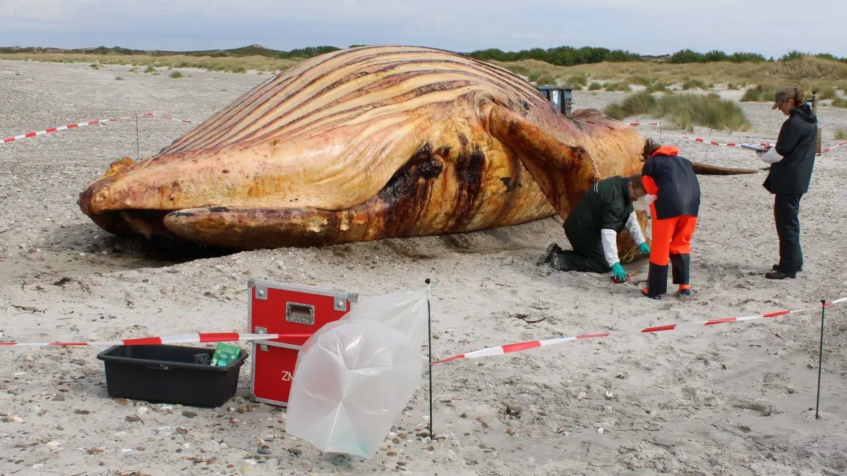 Weitere Entwicklung zum Buckelwal in der Ostsee: 03.06.2026, Dänemark, Anholt: Die Obduktion des als «Timmy» bekannten Buckelwals am Strand der dänischen Insel Anholt hat begonnen. Foto: Kai Moorschlatt/dpa +++ dpa-Bildfunk +++
