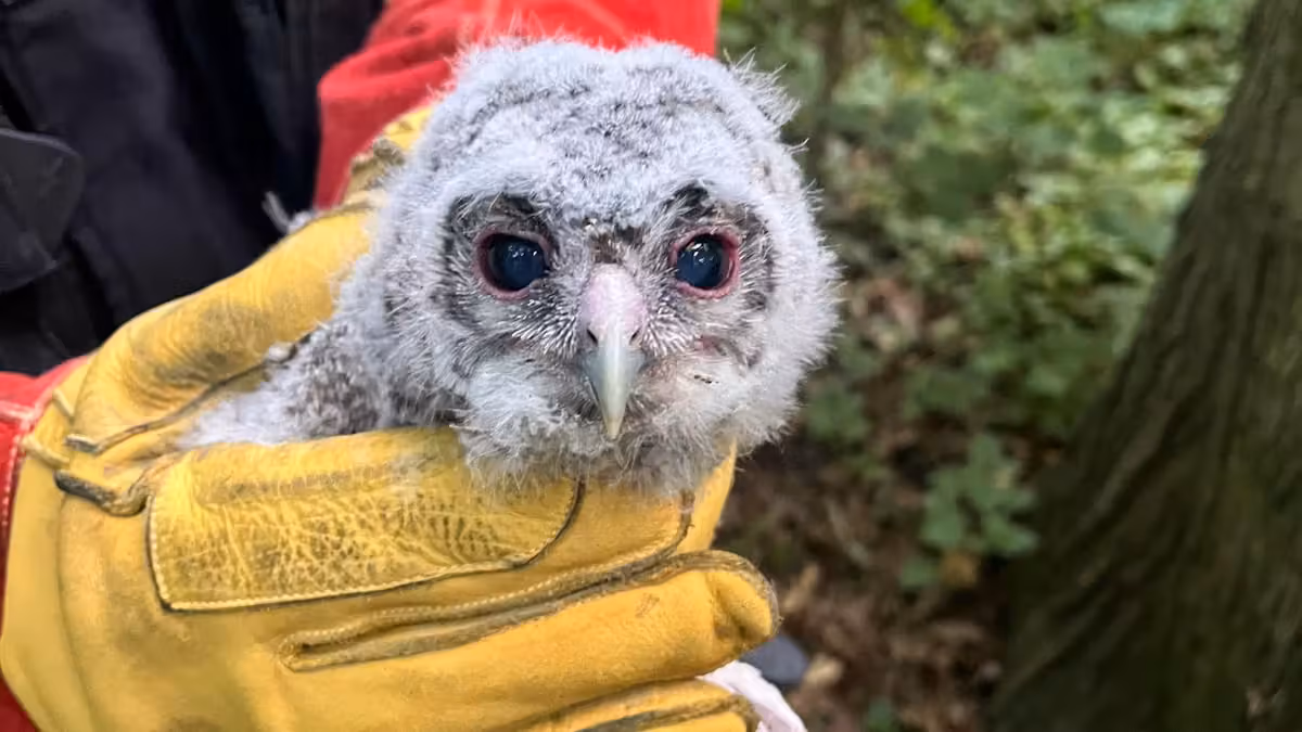 Als die Feuerwehr den kleinen Waldkauz rettete, war er bereits völlig geschwächt.