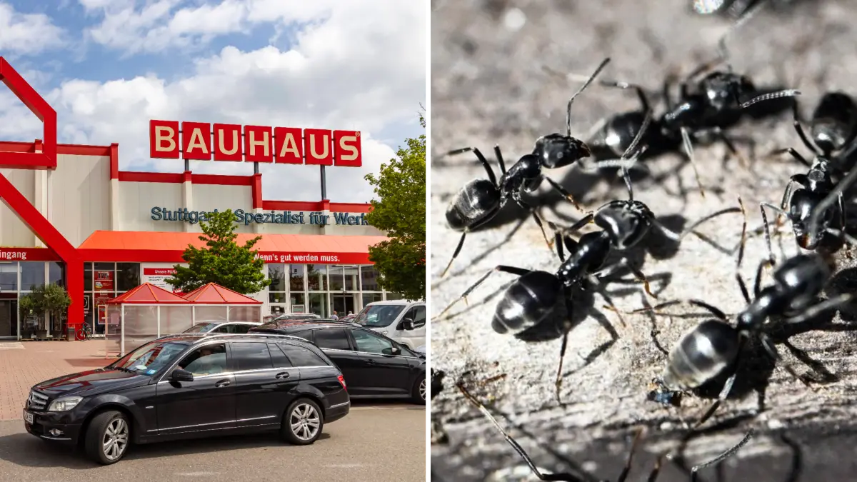Bauhaus Stuttgart, Ameisen auf Parkplatz