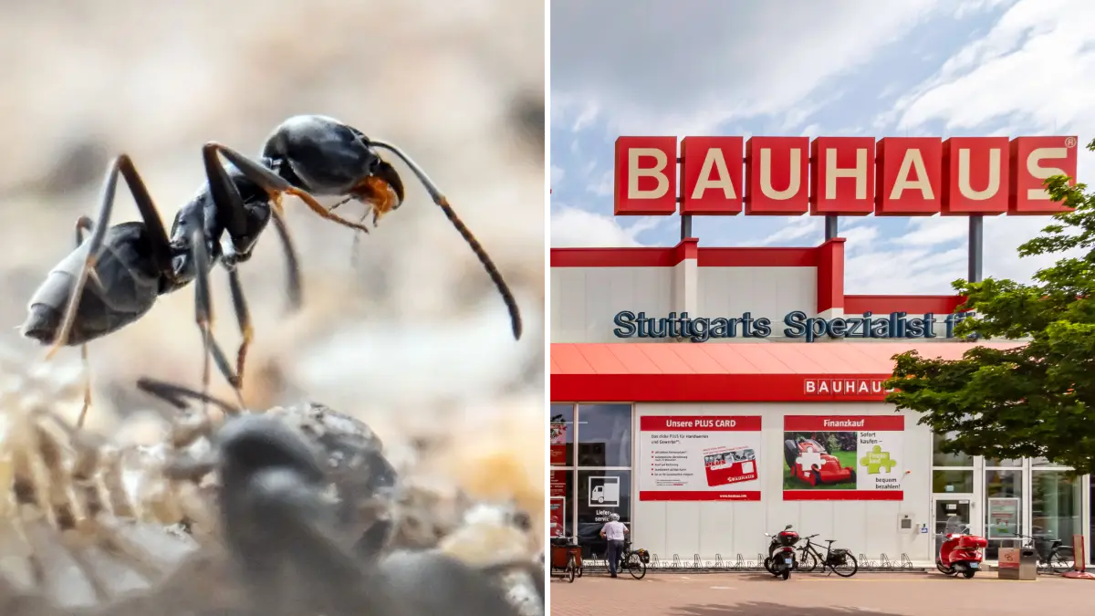 Invasive Ameisen bei Bauhaus entdeckt – Stadt rechnet mit Ausbreitung