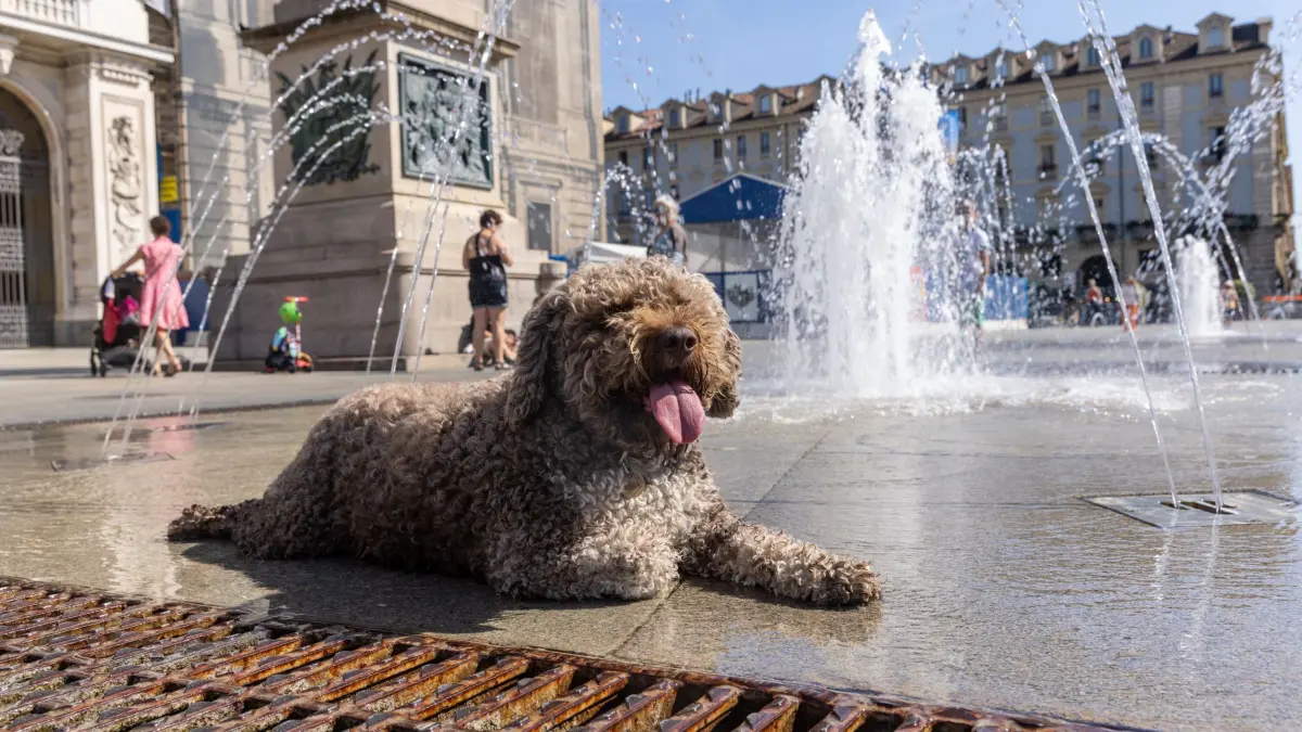 Italien - Wetter: 17.06.2026, Italien, Turin: Ein Hund liegt an einem Brunnen, um sich abzukühlen. Eine Hitzewelle hat das Piemont erreicht. Die kommenden Tage sollen heiß werden, mit Temperatuten bis deutlich über 30 Grad. Foto: Mauro Ujetto/LaPresse via ZUMA Press/dpa +++ dpa-Bildfunk +++