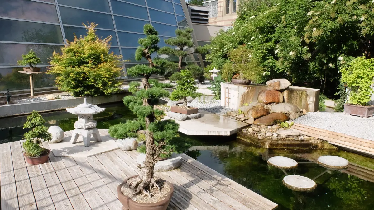 So sieht der Japangarten in der Wilhelma aktuell aus. Immer wieder gibt es auch mal Wechsel bei den gezeigten Baumminiaturen.