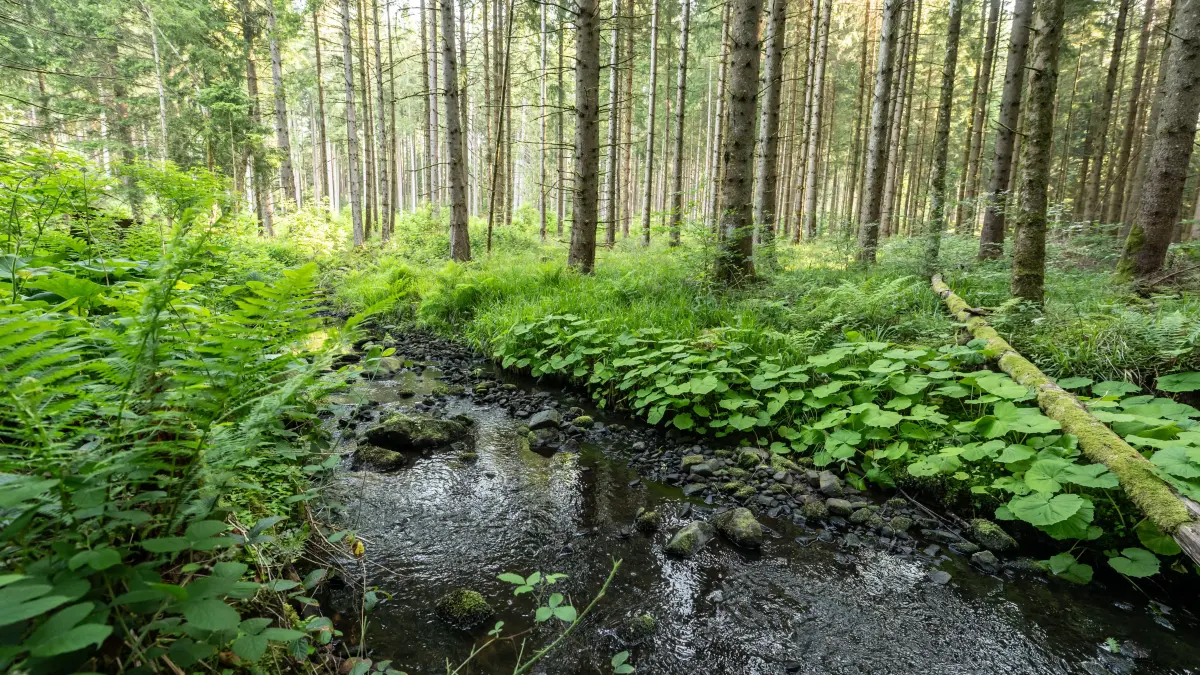 Ab 26. Juni darf kein Wasser mehr aus Bächen, Flüssen und Seen entnommen werden.