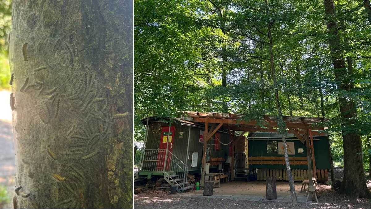 Direkt beim Bauwagen des Waldkindergarten in Kirchheim wurde ein Nest der Eichenprozessionsspinner gefunden.