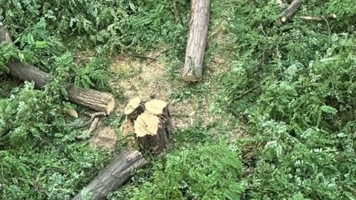 Baum in Kronprinzstraße von Feuerwehr gefällt