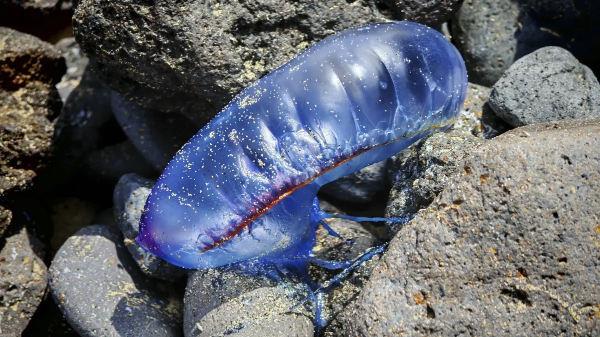 Nahaufnahme eines Portugiesischen Galeere auf einem Felsen am Meer auf den Kapverden.