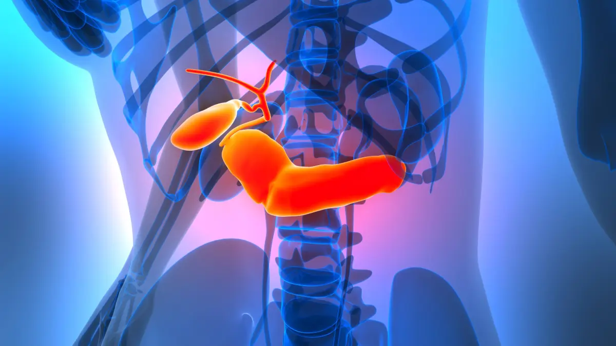 Innere Organe des Menschen mit Bauchspeicheldrüse (li.) und Gallenblase.