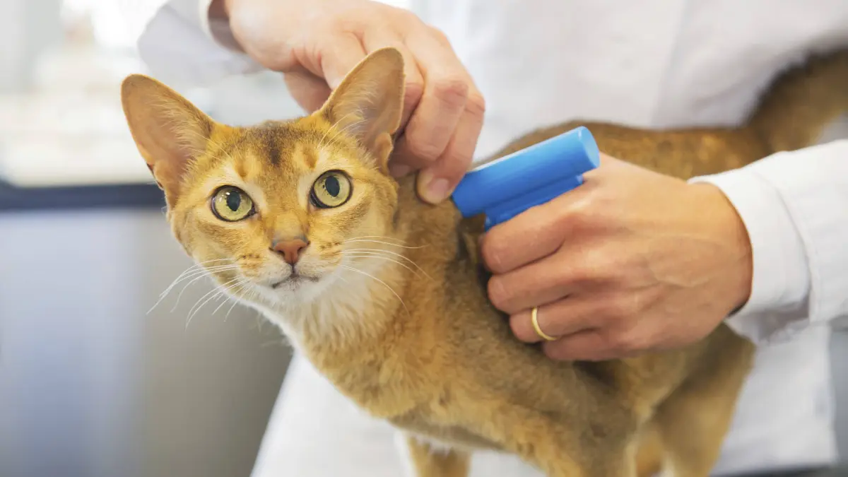 Mikrochip Implantation für Katze durch Tierarzt Microchip implant for cat by Veterinarian Copyright: imageBROKER/IvonnexWierink ibxiqx13130225.jpg Bitte beachten Sie die gesetzlichen Bestimmungen des deutschen Urheberrechtes hinsichtlich der Namensnennung des Fotografen im direkten Umfeld der Veröffentlichung